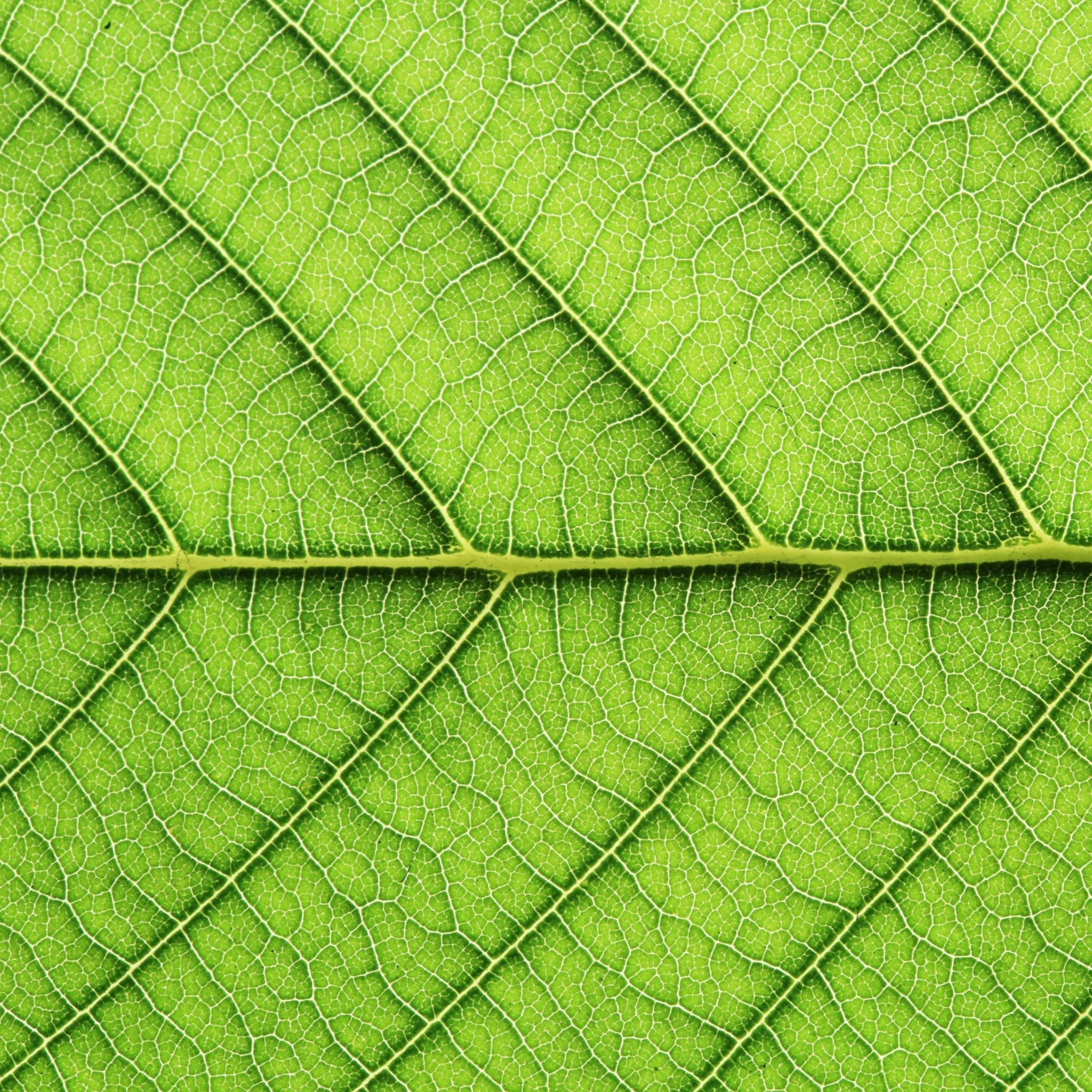 closeup photo of the veins on a green leaf