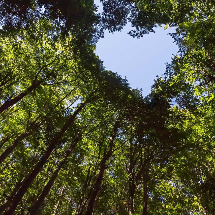outdoor photo of the forest looking up to the tree tops where the trees form a the shape of a heart in the blue sky