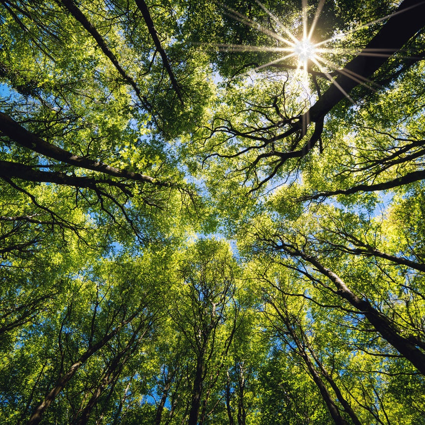 outdoor photo of the forest looking up through the treetops to the blue sky