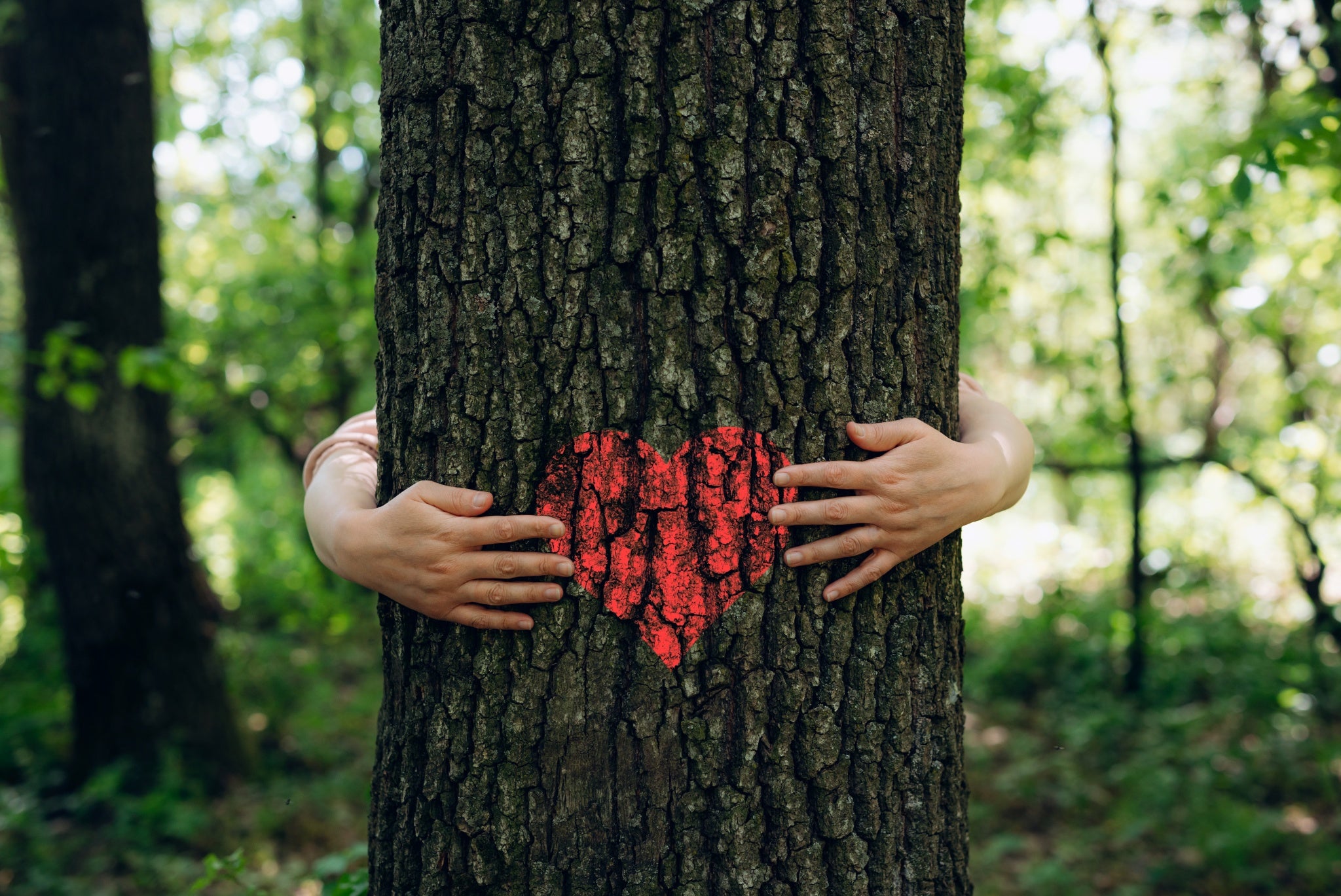 outside photo of a person hugging a tree with a red heart on the bark